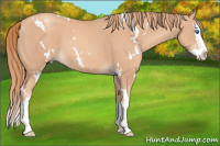 Horse Color:White Spotted Gold Champagne Splash 