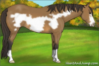 Horse Color:Buckskin Frame 