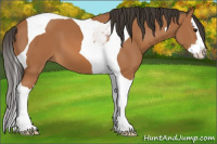 Horse Color:Bay Splash Tobiano 