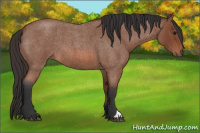 Horse Color:Bay Roan 