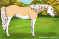 Horse Color:Palomino Splash