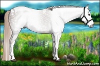 Horse Color:Gray White Spotted Chestnut Splash Tobiano