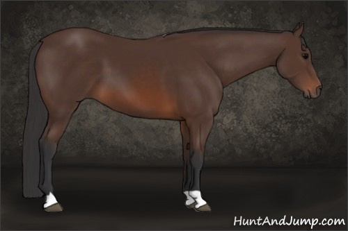 Horse Color: Brown 