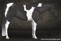 Horse Color:Buckskin Tobiano 