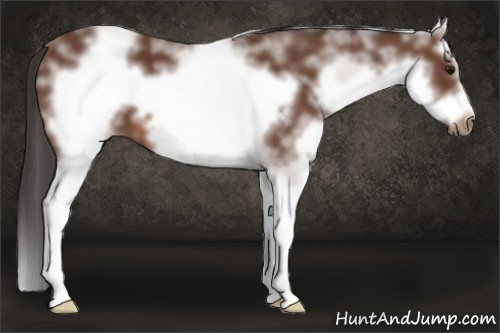 Horse Color: White Spotted Bay Splash Frame 