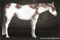 Horse Color:White Spotted Bay Splash Frame