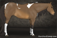 Horse Color:Buckskin Tobiano 