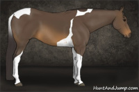 Horse Color:Buckskin Tobiano
