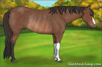 Horse Color:Bay Rabicano 