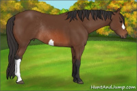 Horse Color:Bay Rabicano 
