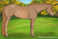 Horse Color:Red Roan 