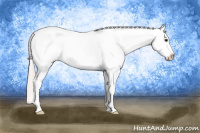 Horse Color:Silver Bay Appaloosa 