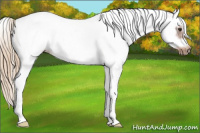 Horse Color:White Spotted Liver Chestnut Splash Frame 
