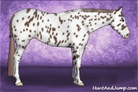 Horse Color:Liver Chestnut Near Leopard 