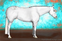 Horse Color:White Spotted Chocolate Palomino Ice Splash Appaloosa