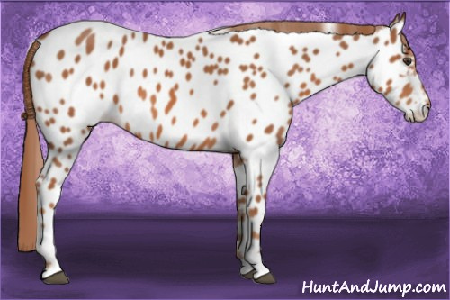 Horse Color: Liver Chestnut Near Leopard 
