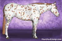 Horse Color:Liver Chestnut Appaloosa 