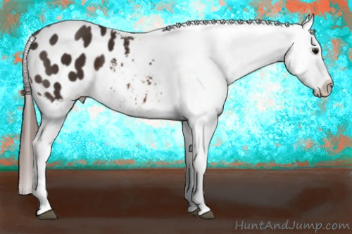 Horse Color: Brown Blanket 