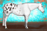 Horse Color:Brown Appaloosa 