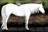 Horse Color:White Spotted Cremello Splash Varnish 