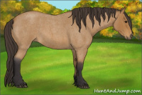 Horse Color:Buckskin Roan 