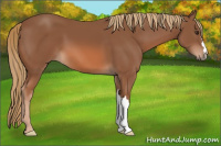 Horse Color:Liver Chestnut 