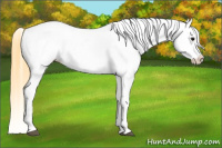 Horse Color:Buckskin Frame Appaloosa 