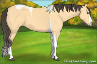 Horse Color:Buckskin Splash Tobiano 