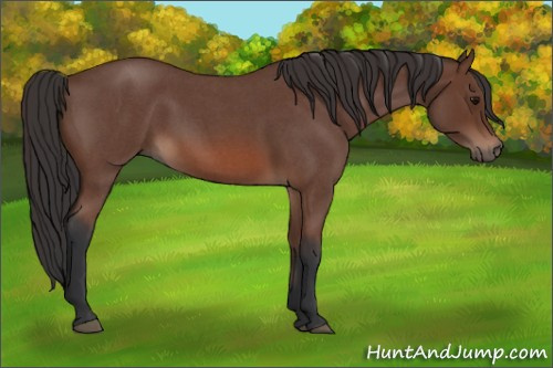 Horse Color: Bay Roan 
