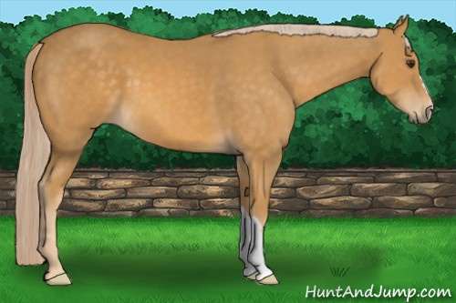 Horse Color: Palomino 