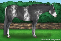 Horse Color:White Spotted Black 