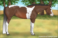 Horse Color:Bay Splash Tobiano