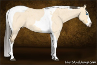 Horse Color:Buckskin Roan Dun Splash Tobiano 
