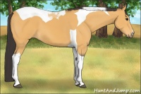 Horse Color:Buckskin Tobiano 