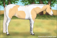 Horse Color:Palomino Tobiano 