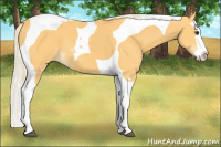 Horse Color:Palomino Splash Tobiano 
