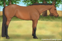 Horse Color:Bay Rabicano 