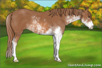 Horse Color:Chestnut Sabino