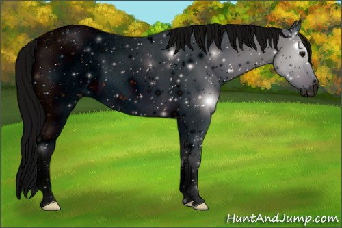Horse Color: ERROR: UNKNOWN ANOMALY