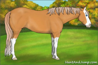 Horse Color:Chocolate Palomino Splash 