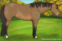 Horse Color:Buckskin 