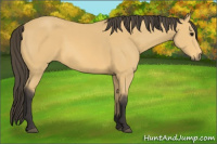 Horse Color:Buckskin 