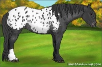 Horse Color:Black Appaloosa Rabicano