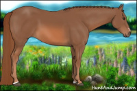Horse Color:Chestnut Sabino