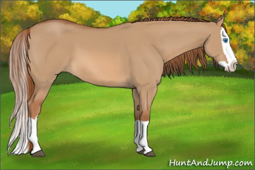 Horse Color: Red Dun Splash 