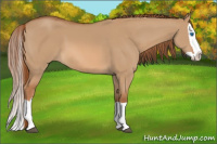 Horse Color:Red Dun Splash 