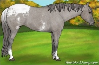 Horse Color:White Spotted Grullo Snowcap Rabicano 