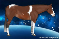Horse Color:Bay Splash Tobiano