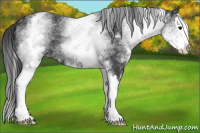 Horse Color:White Spotted Black Splash