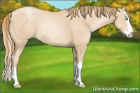 Horse Color:Smoky Black Pearl Splash Rabicano 